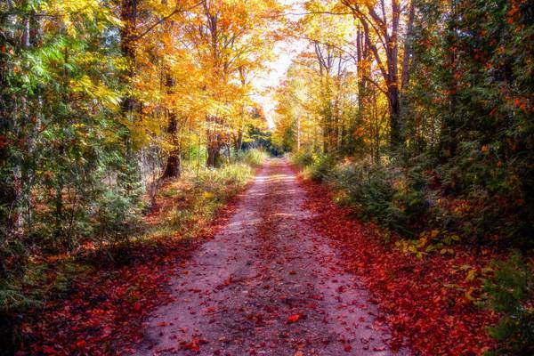 森林,太阳的光线,治疗,秋天,道路,叶子