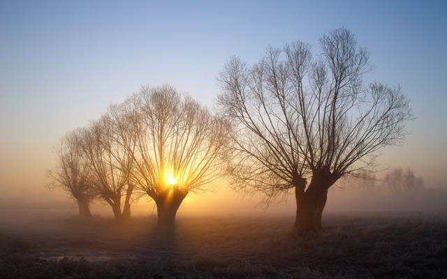 雾,早上,树木,景观