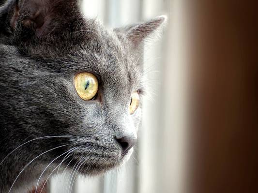 短毛皮灰色猫高清壁纸的特写镜头摄影