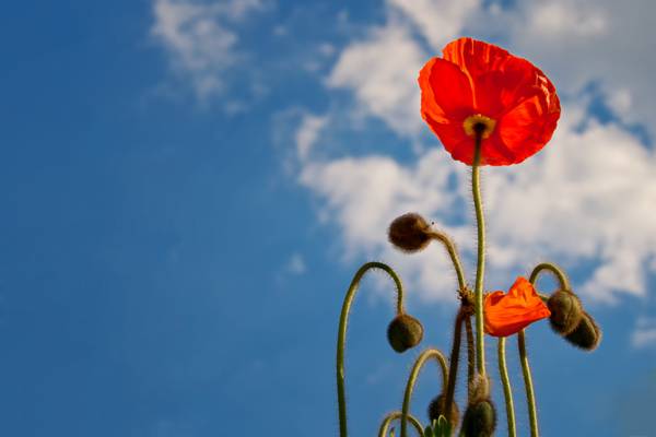 红色罂粟花和芽蓝色多云的天空下的低角度摄影高清壁纸