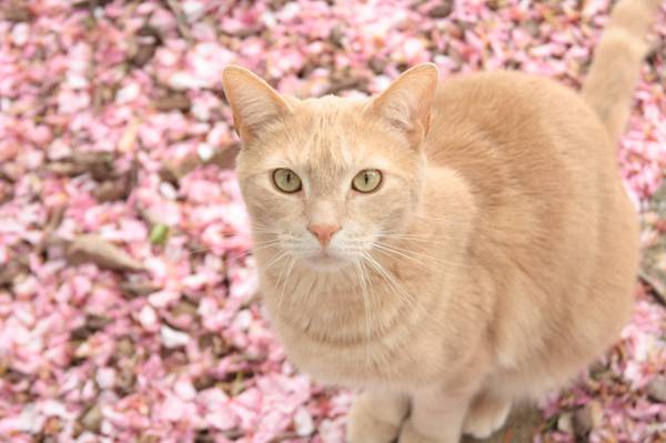 米色,花瓣,背景,下降,看起来,猫