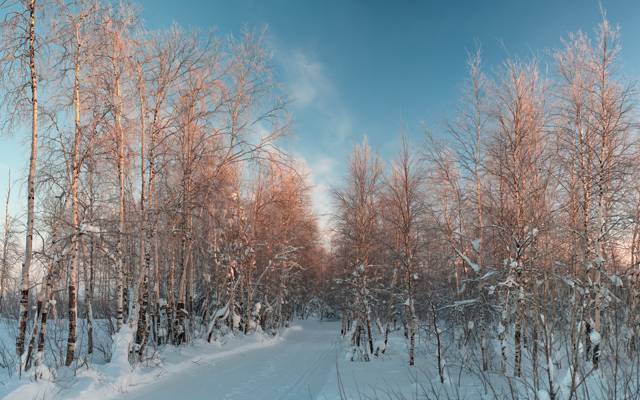 桦木,雪,冬天