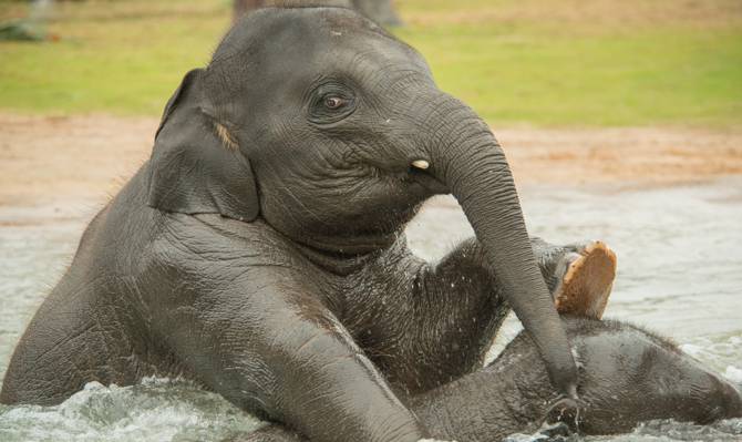 洗澡,大象,水,大象