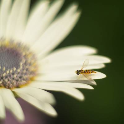 蜜蜂在白色的雏菊花,syrphinae高清壁纸的选择性焦点摄影