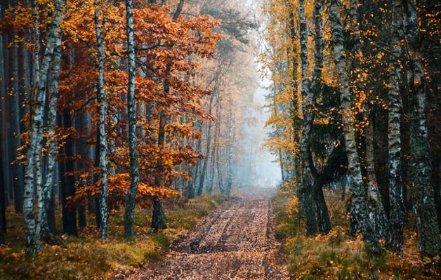 路,秋天,森林