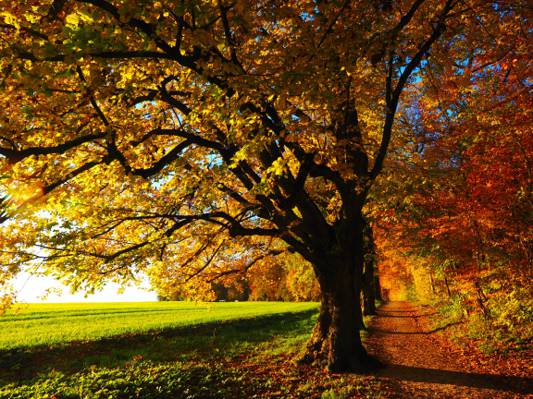 风景摄影的秋天树高清壁纸