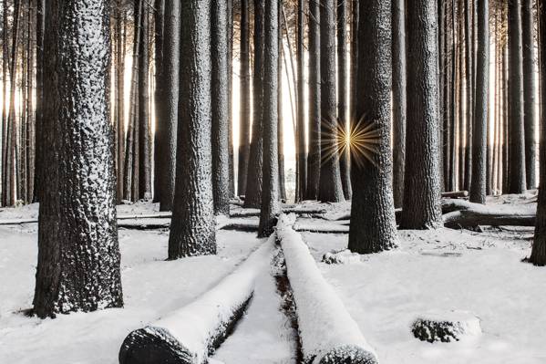 冬天,森林,雪,树,太阳的光芒