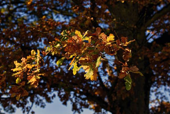 树,橡木,散景,秋天,叶子