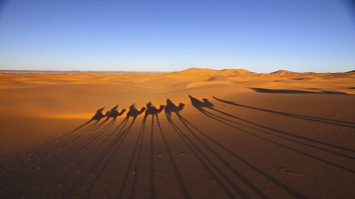 阴影,沙漠,大篷车