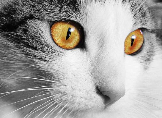 白色和灰色的猫,棕色的眼睛高清壁纸