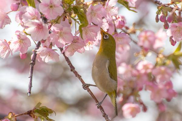 绿色和白色的鸟吃粉红色的花朵摄影高清壁纸