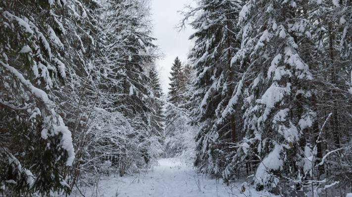 壁纸森林,在森林里路,吃,雪,雪路,冬天,树,雪