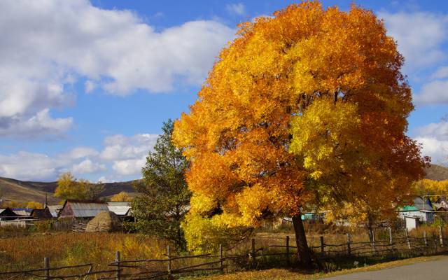 壁纸村,树,油漆,秋天,性质