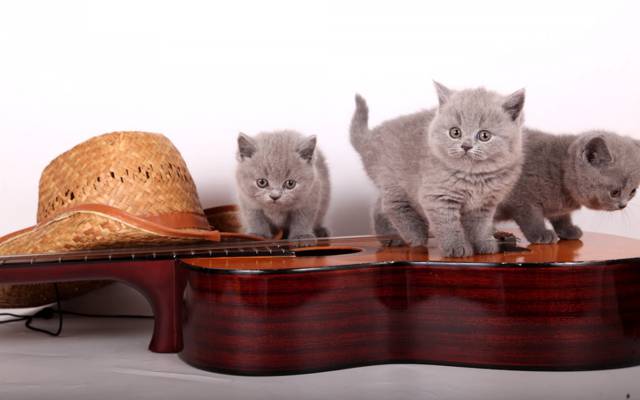 英国人,小猫,吉他,帽子