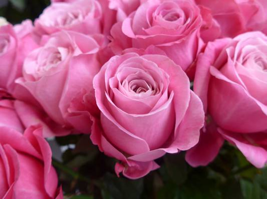 粉红色的玫瑰花束高清壁纸