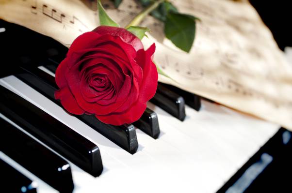 钢琴,键,笔记,玫瑰,花,特写,红色,宏