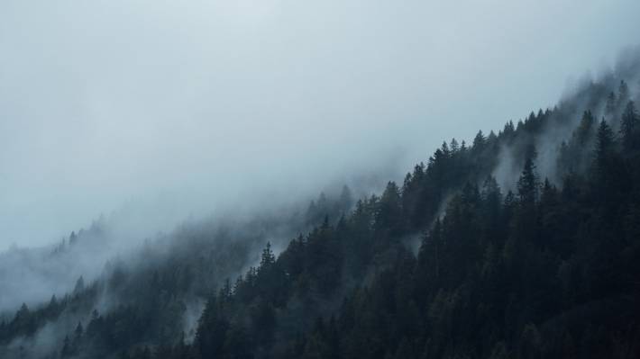 绿色的叶子树覆盖着雾高清壁纸