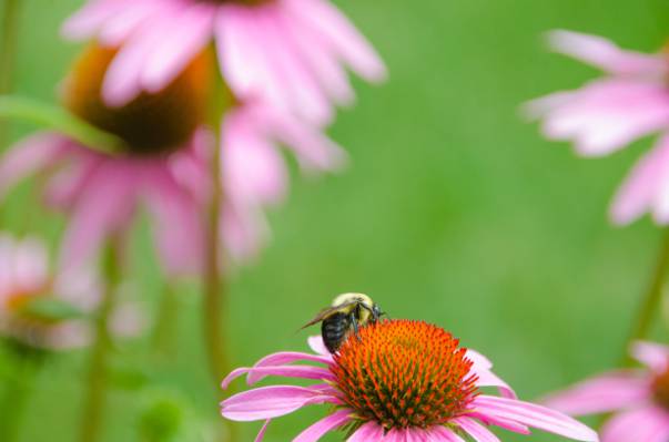 选择性焦点摄影的蜜蜂栖息在粉红色的花朵高清壁纸