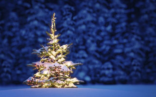 雪,冬天,性质,树木,新年,圣诞节,夜,圣诞节,景观