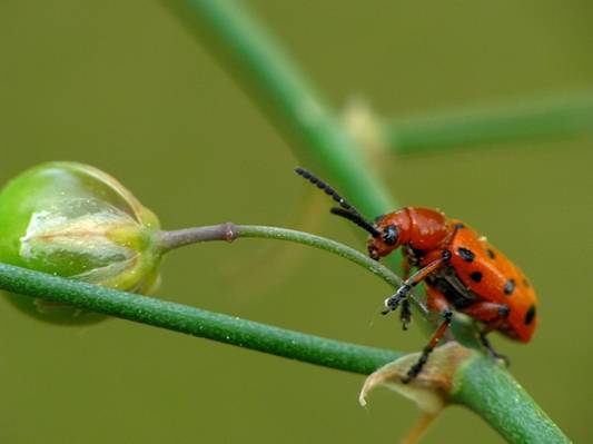 红色和黑色斑点的绿色植物茎特写摄影,甲虫高清壁纸上的bug