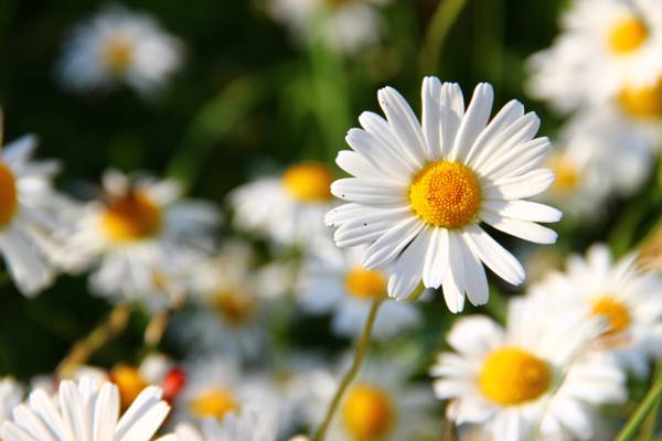 白色雏菊选择聚焦摄影在白天高清壁纸期间开花