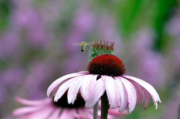 粉色Coneflower和蜜蜂高清壁纸的选择性焦点摄影