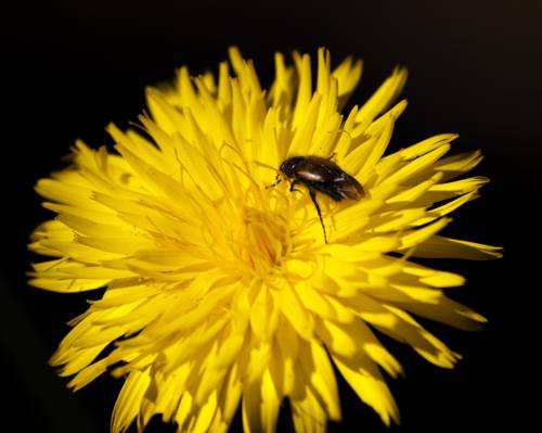 蜜蜂在黄色花卉高清壁纸上的摄影