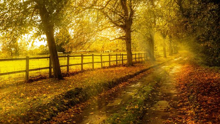 太阳,篱笆,黄色,路,树,秋天,叶子