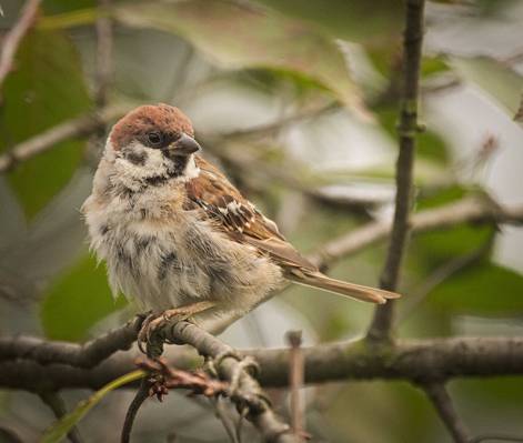 动物选择性焦点摄影的棕色小鸟在树枝上,树麻雀高清壁纸