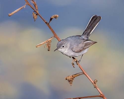 灰色的小鸟在树枝上,蓝灰色的g HD高清壁纸