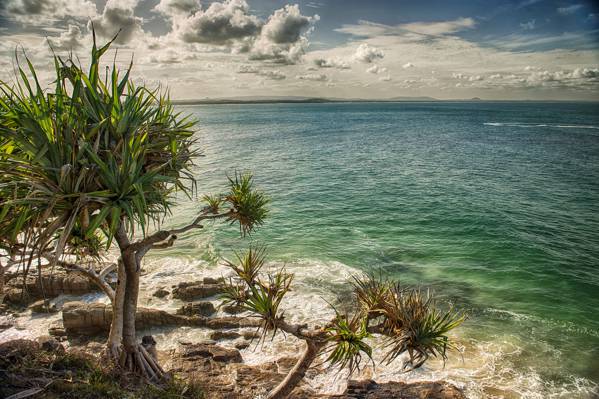 海,棕榈树,澳大利亚,海滩