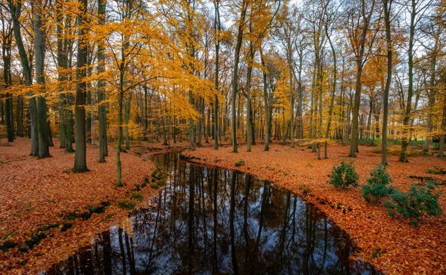 河,秋天,森林