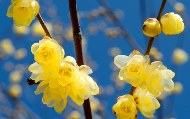 鲜花,开花,树枝,春天,黄色