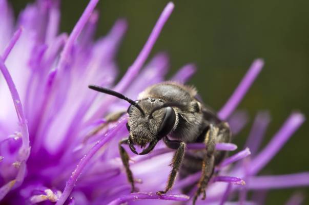 灰色和黑色的蜜蜂紫色花高清壁纸上的蜜蜂