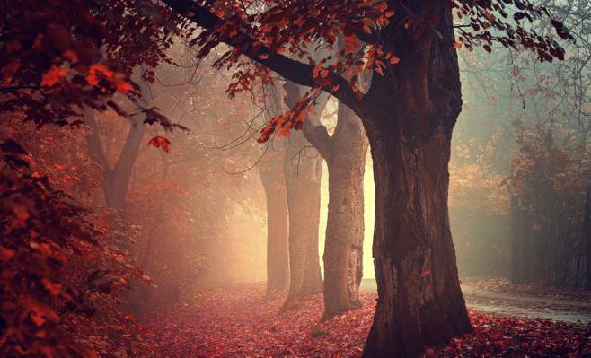 雾,路,秋天,森林