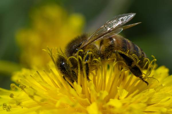 蜜蜂在黄色的花朵特写摄影高清壁纸