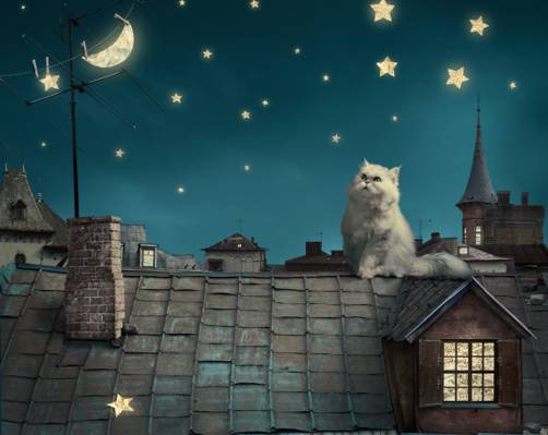 童话,猫咪,屋顶,月亮,夜,夜,小猫,天空,星星,幻想,星星,家,房子,波斯白色...