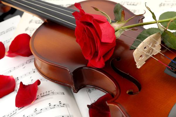 花瓣,笔记,红色,小提琴,花,玫瑰