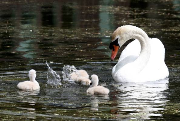 DUCKLINGS,POND,DROPS,SWAN,SQUIRT,DIP,FAMILY,DIVING,POND,WHITE,CONTROL）,CARE