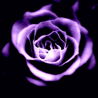 紫色玫瑰盛开的宏观照片高清壁纸