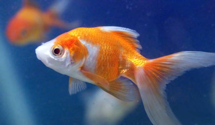 关闭橙色和白色金鱼,金鱼水族馆高清壁纸的照片