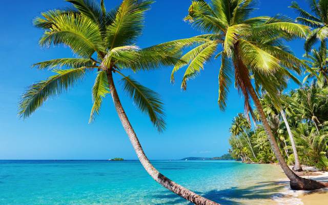 Wallpaper棕榈树,留,岛,性质,海滩,度假,度假村,海,夏天,热带地区,景观