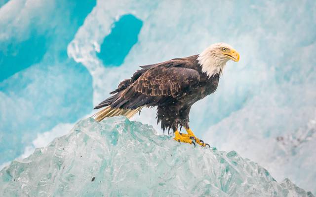 冰川湾国家公园,秃头鹰,鸟,自然,鹰,冰