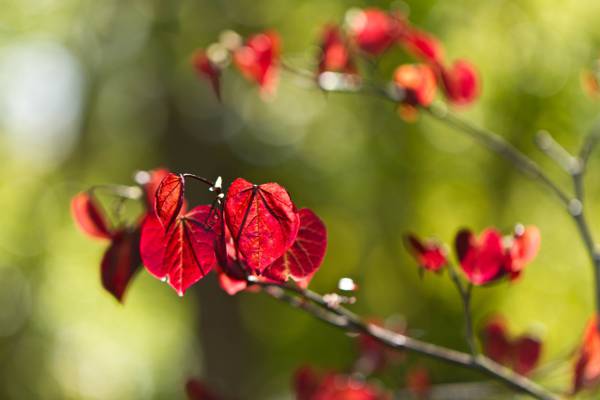 红色生叶植物在掀动转变镜头摄影高清壁纸