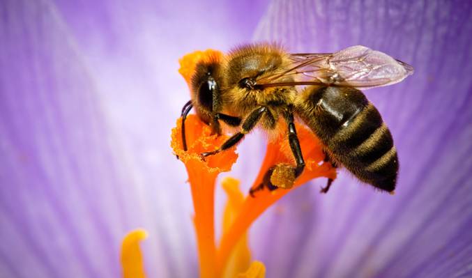 自然,花卉,蜜蜂,昆虫