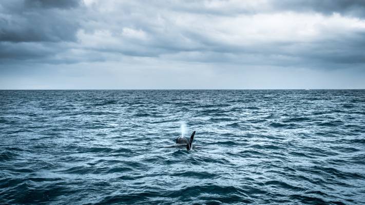 虎鲸在平静的海面,冰岛高清壁纸