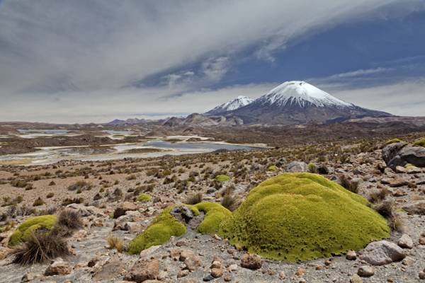 绿色青苔形成在山附近的岩石在白天,parinacota火山高清壁纸