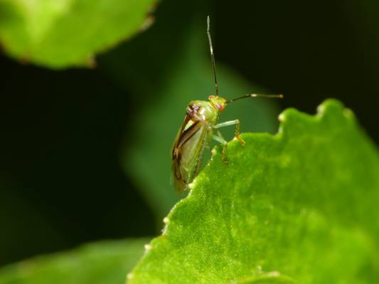 绿色甲虫在植物叶子HD墙纸的野生生物摄影