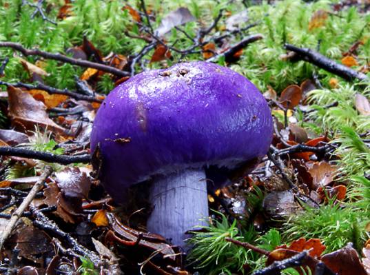 紫色蘑菇包围棕色和绿草高清壁纸
