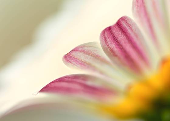 粉红色和白色的选择性焦点摄影petaled鲜花,雏菊高清壁纸